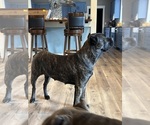Small Photo #1 Cane Corso Puppy For Sale in REEVESVILLE, SC, USA