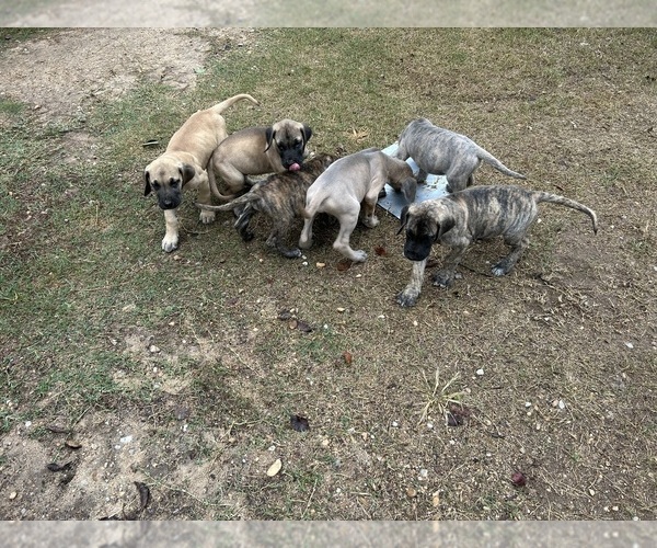 Medium Photo #5 Great Dane Puppy For Sale in CLANTON, AL, USA