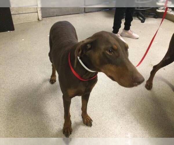 Medium Photo #1 Doberman Pinscher Puppy For Sale in Riverside, CA, USA