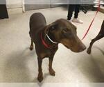 Small Doberman Pinscher