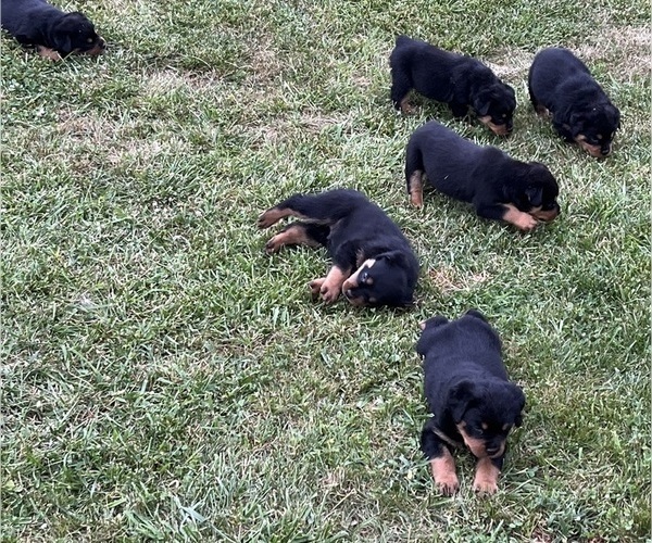 Medium Photo #8 Rottweiler Puppy For Sale in BULLS GAP, TN, USA