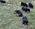Small Photo #8 Rottweiler Puppy For Sale in BULLS GAP, TN, USA