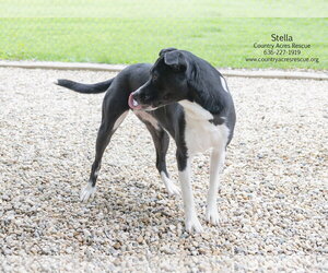 Stella - Female Retriever -Unknown Mix Dog for Adoption - Photo #5