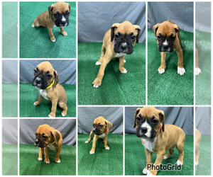 Boxer Litter for sale in LANCASTER, CA, USA