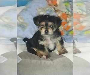YorkiePoo Puppy for sale in IRON RIDGE, WI, USA