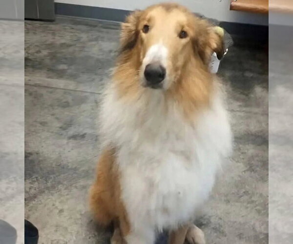 Medium Photo #2 Collie Puppy For Sale in Dublin, OH, USA