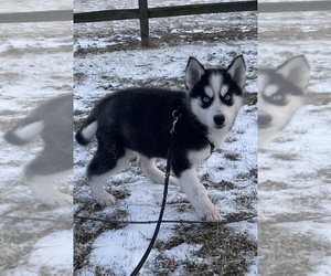 Siberian Husky Puppy for Sale in CANOGA, New York USA