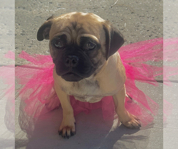 Medium Photo #2 Pug Puppy For Sale in Newport Beach, CA, USA