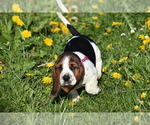 Puppy Puppy 10 Basset Hound