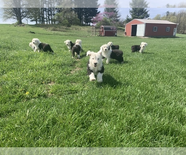 Medium Photo #1 Old English Sheepdog Puppy For Sale in LUCERNE, IN, USA