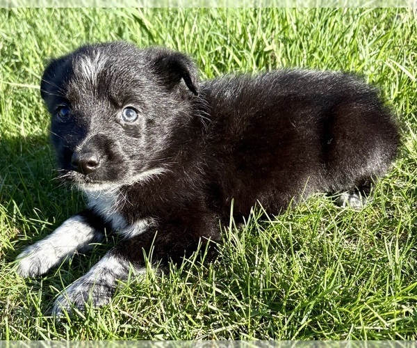Medium Photo #8 Border-Aussie Puppy For Sale in FAIR HAVEN, MI, USA