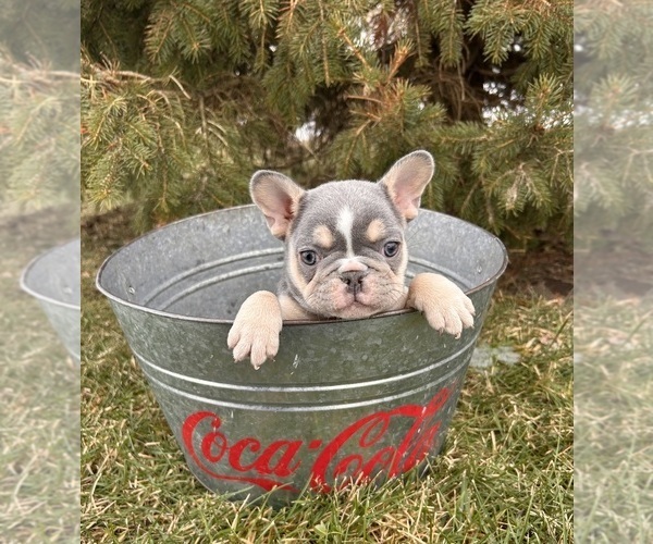 Medium Photo #4 French Bulldog Puppy For Sale in MIDDLEBURY, IN, USA