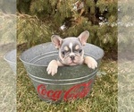 Small #3 French Bulldog