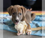 Small #1 Labrador Retriever Mix