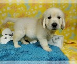 Small Photo #2 English Cream Golden Retriever Puppy For Sale in COLORADO SPRINGS, CO, USA