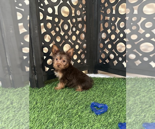 Medium Photo #2 Yorkshire Terrier Puppy For Sale in MOUNT VERNON, OH, USA