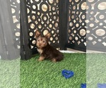 Small #1 Yorkshire Terrier