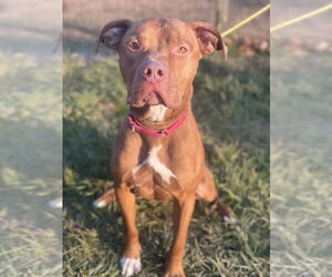 Mutt Dogs for adoption in Manahawkin, NJ, USA