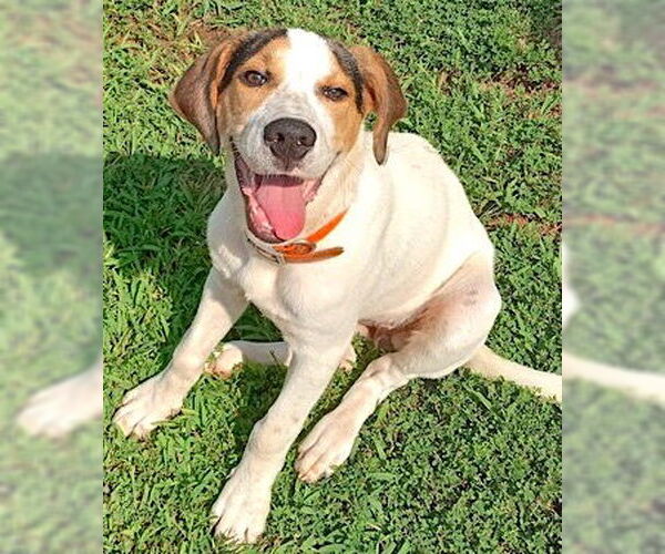 Medium Photo #2 Labrador Retriever-Unknown Mix Puppy For Sale in Mount Airy, NC, USA