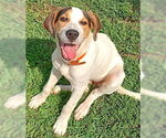 Small #1 Labrador Retriever Mix