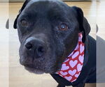 Small #38 American Pit Bull Terrier