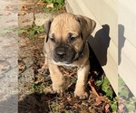 Puppy 3 Boerboel