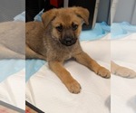 Small #8 Mutt