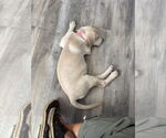 Small #3 Labrador Retriever Mix