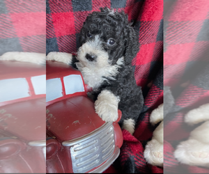 Goldendoodle (Miniature) Puppy for Sale in ROWLEY, Massachusetts USA