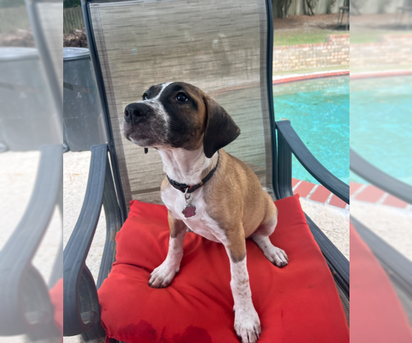 Medium Photo #2  Puppy For Sale in , 