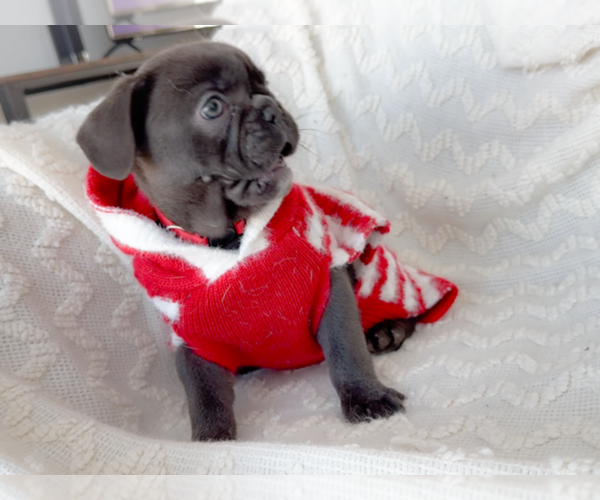 Medium Photo #2 French Bulldog Puppy For Sale in NEWARK, TX, USA