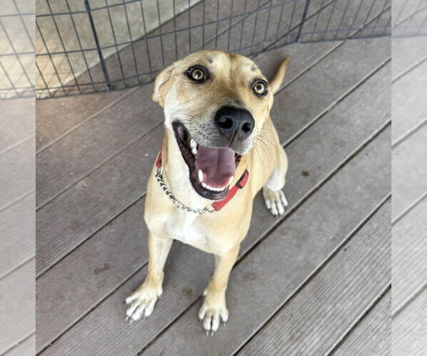 Medium Photo #4 Labrador Retriever-Unknown Mix Puppy For Sale in Fort Worth, TX, USA