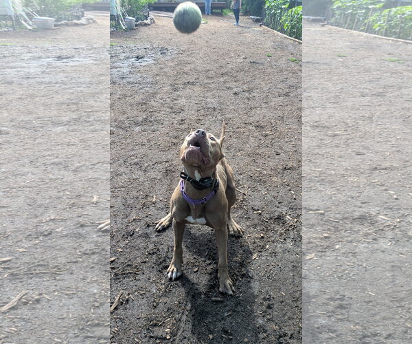 Medium Photo #8 American Pit Bull Terrier Puppy For Sale in Techny, IL, USA