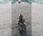 Small #7 American Pit Bull Terrier