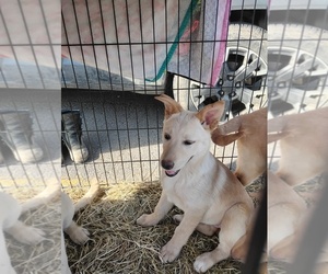 German Shepherd Dog Puppy for sale in ROGUE RIVER, OR, USA