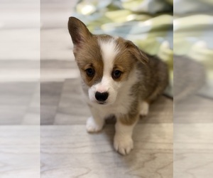 Pembroke Welsh Corgi Puppy for sale in GUTHRIE, KY, USA