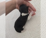 Small Photo #18 Akita Puppy For Sale in STRAFFORD, MO, USA