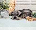 Small Photo #4 Schnauzer (Miniature) Puppy For Sale in BALTIC, OH, USA