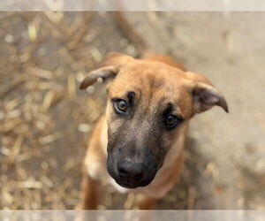 Mutt Dogs for adoption in Tulsa, OK, USA