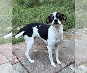 Mutt Dogs for adoption in Mount Pleasant, SC, USA