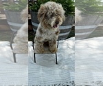 Small Photo #1 Bernedoodle (Miniature) Puppy For Sale in UNIONVILLE, IA, USA