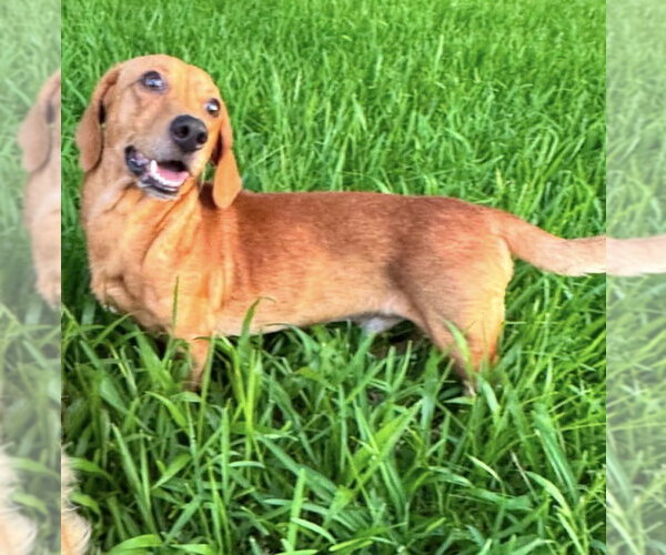 Medium Photo #4 Dachshund-Unknown Mix Puppy For Sale in Oakhurst, NJ, USA