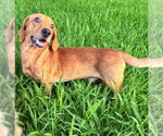 Small #3 Dachshund Mix