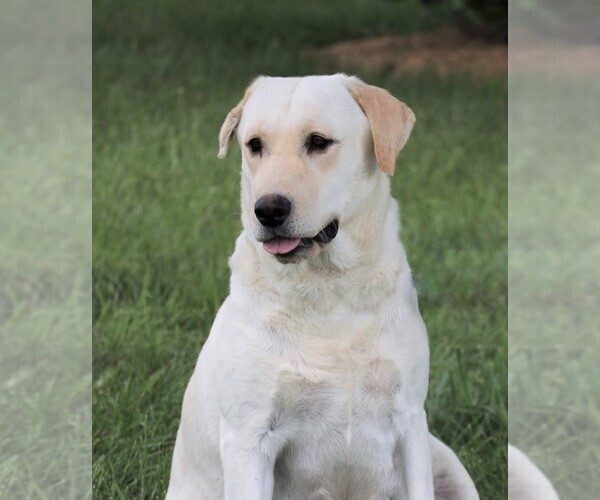Medium Photo #7 Labrador Retriever Puppy For Sale in SYRACUSE, IN, USA