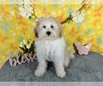 Small Photo #2 Poodle (Miniature) Puppy For Sale in COLORADO SPRINGS, CO, USA