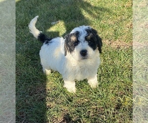 Newfoundland-Poodle (Toy) Mix Puppy for sale in PORTAGE, MI, USA