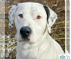Dalmatian-Unknown Mix Dogs for adoption in Martinsburg, WV, USA