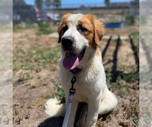 Medium Photo #1 Saint Bernard Puppy For Sale in Aurora, CO, USA
