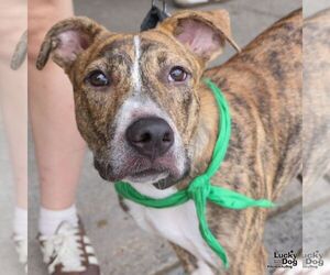 Flarry - Male Plott Hound-Unknown Mix Dog for Adoption - Photo #6
