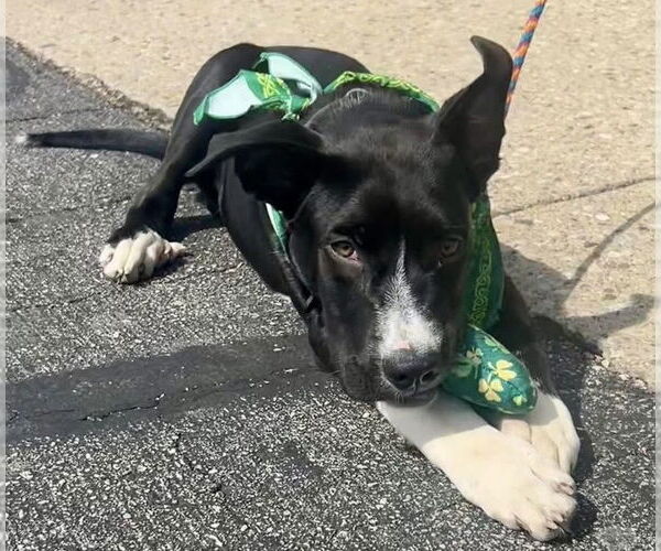 Medium Photo #2 Great Dane-Unknown Mix Puppy For Sale in Germantown, OH, USA